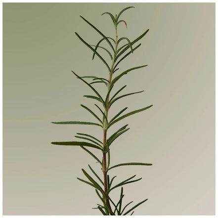 Aromatica Rosemary Scalp Scaling Shampoo 180ml